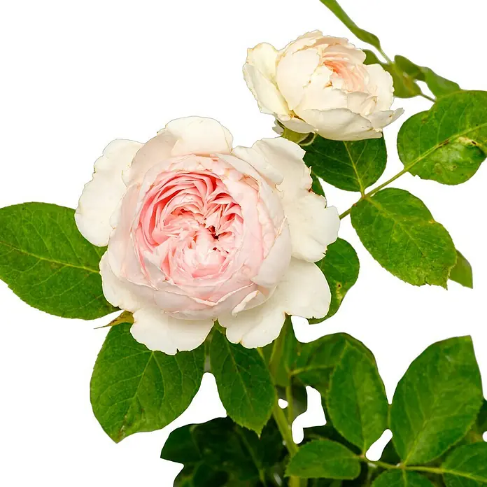 Beetrose - Rosa 'Herzogin Christiana' ® ADR, Hellrosa/Cremeweiß - Eine Nahaufnahme von zwei zarten Rosenblüten mit weißen Blütenblättern und zartrosa Zentren, umgeben von sattgrünen Blättern.