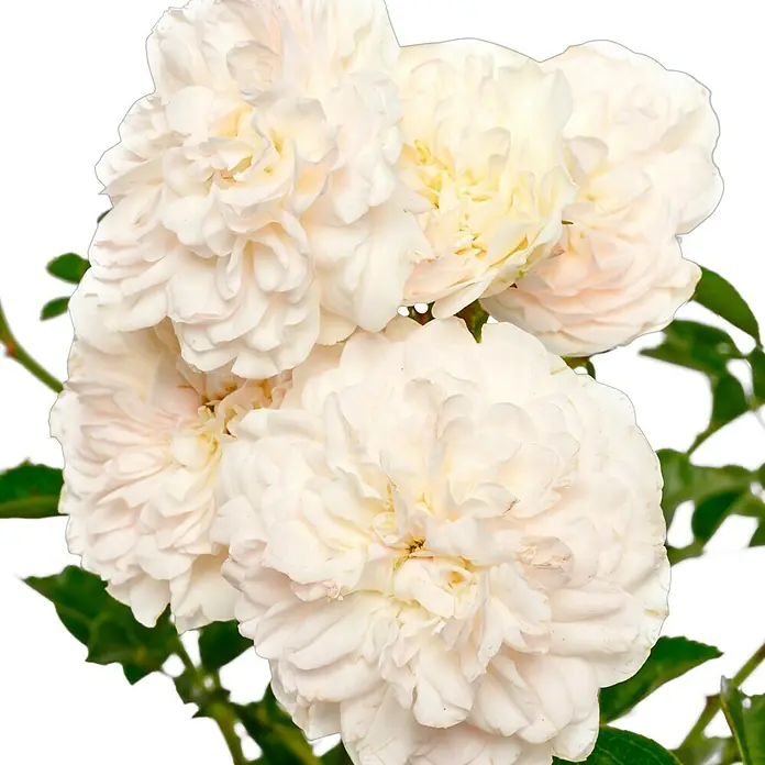 Bodendeckerrose - Rosa 'Swany' -R-, Topfvolumen: 4,5 l, Weiß - Nahaufnahme einer Gruppe zarter, weißer Rosenblüten, die ihre vielschichtigen Blütenblätter und elegante Form vor einem dunklen Hintergrund präsentieren.
