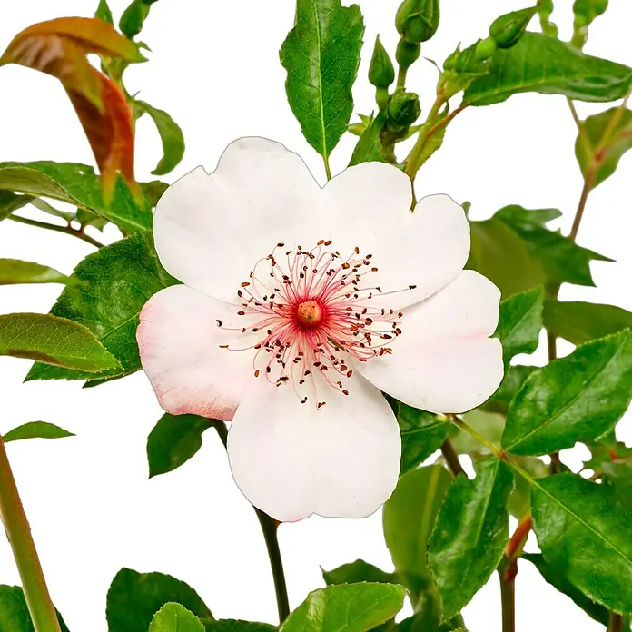 Bodendeckerrose - Rosa 'Sweet Pretty' -R-, Topfvolumen: 4,5 l, Rosa/Weiß - Eine elegante weiße Blume mit einem zarten rosafarbenen Hauch und einem markanten roten Zentrum, umgeben von üppigem Grün.