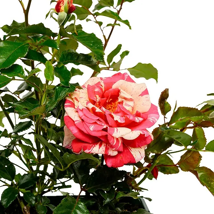 Edelrose - Rosa 'Broceliande' ®, Rot/Weiß - Nahaufnahme einer zweifarbigen Rose mit roten und weißen Streifen, umgeben von grünen Blättern.