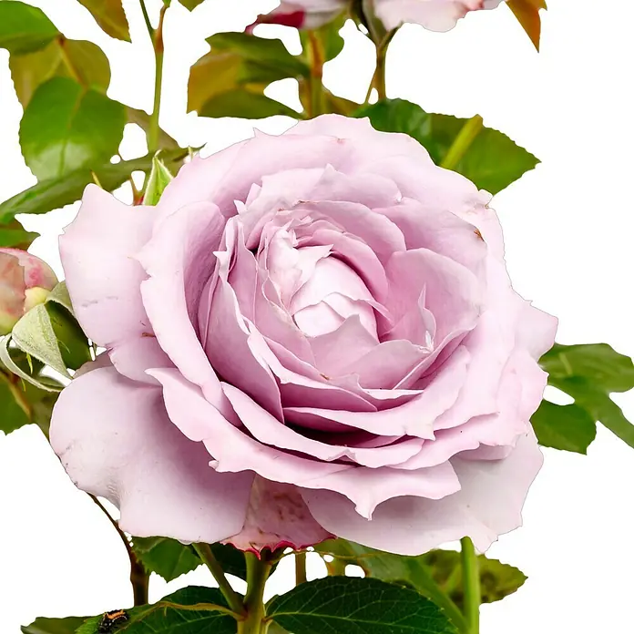 Beetrose - Rosa 'Novalis' ® ADR, Lavendel - Nahaufnahme einer eleganten, lavendelfarbenen Rose, deren zarte Blütenblätter sich zu einer perfekten Blüte formen.