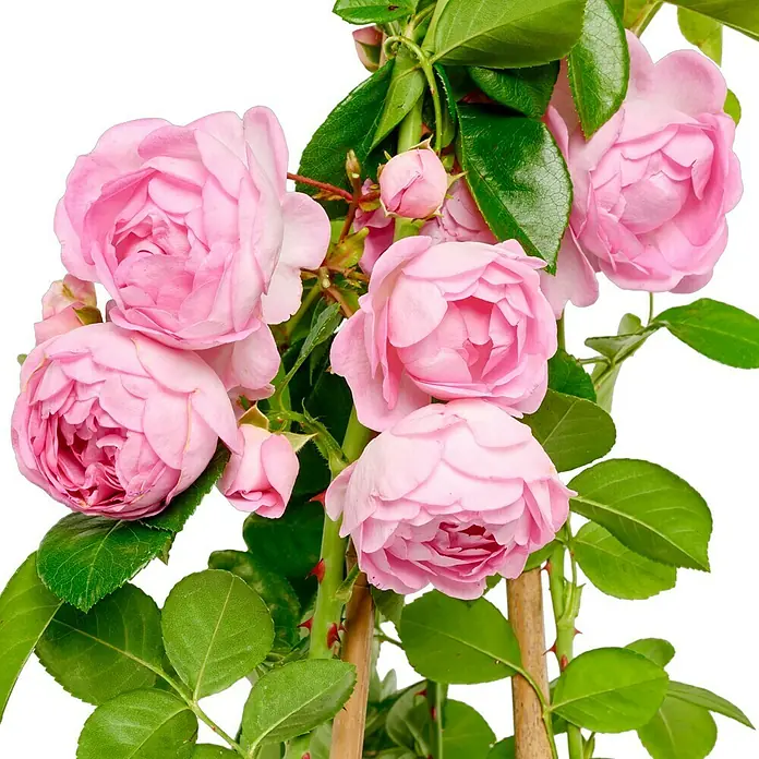 Kletterrose - Rosa 'Jasmina' -R- ADR, Violett-Rosa - Nahaufnahme einer Kletterrose mit vielen zarten, rosa Blüten und grünen Blättern vor einem schwarzen Hintergrund.