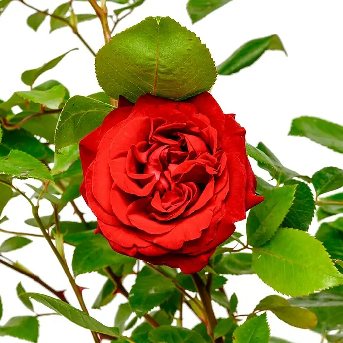 Edelrose - Rosa 'Ingrid Bergman' ®, Dunkelrot - Detailaufnahme einer roten Rose mit üppigen Blütenblättern und grünen Blättern, die ihre natürliche Schönheit hervorheben.
