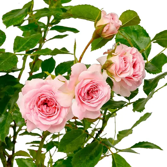 Bodendeckerrose - Rosa 'Larissa' -R- ADR, Topfvolumen: 4,5 l, Zartrosa - Ein Strauß zarter, rosafarbener Rosenblüten, umgeben von sattgrünen Blättern, die eine elegante und natürliche Schönheit ausstrahlen.