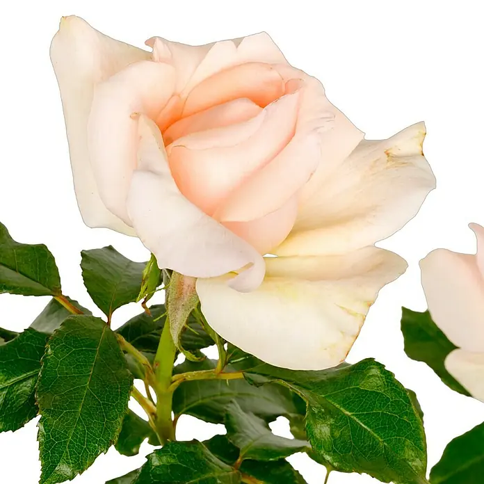 Edelrose - Rosa 'Chandos Beauty' ®, Cremeapricot - Nahaufnahme einer blassrosa Rose mit grünen Blättern vor schwarzem Hintergrund.
