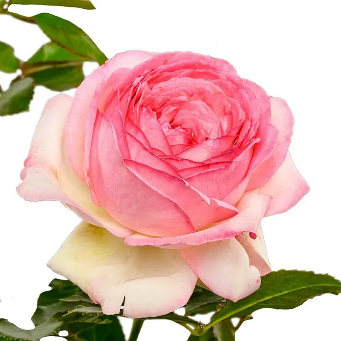 Kletterrose - Rosa 'Eden Rose '85' -R-, Kräftig Rosa - Nahaufnahme einer wunderschönen, zarten rosa Rose mit grünen Blättern, die ihre Schönheit hervorheben.