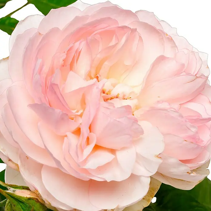 Strauchrose - Rosa 'Gentle Hermione' -R-, Topfvolumen: 5,5 l - Nahaufnahme einer zarten, blassrosa Rose mit kunstvoll angeordneten Blütenblättern, die eine romantische und elegante Ausstrahlung hat.