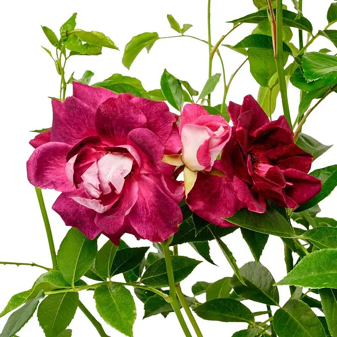 Beetrose - Rosa 'Burgundy Ice' ®, Mauve - Nahaufnahme von zwei blühenden Rosen mit grünen Blättern.