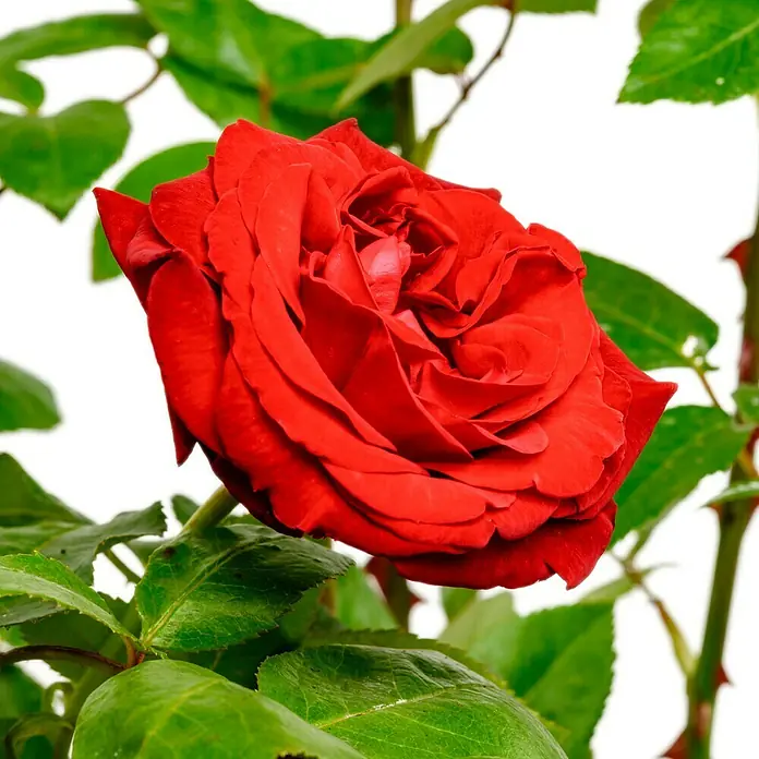 Edelrose - Rosa 'Ingrid Bergman' ®, Dunkelrot - Nahaufnahme einer leuchtend roten Rose inmitten grüner Blätter. Die Rose präsentiert ihre samtigen Blütenblätter in voller Pracht.