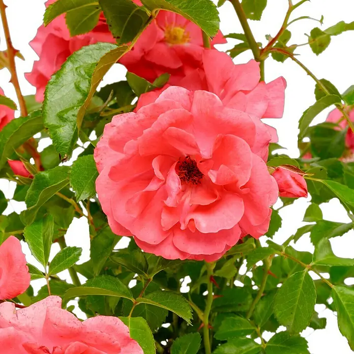 Beetrose - Rosa 'Bad Birnbach' ® ADR, Lachsrosa - Nahaufnahme einer leuchtend rosa Rose, umgeben von üppigem Grün. Die Blüte steht im vollen Fokus und zeigt ihre zarten Blütenblätter.