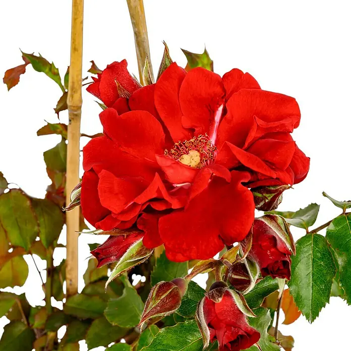 Strauchrose - Rosa 'Roter Korsar' -R-, Topfvolumen: 5,5 l, Dunkelrot - Nahaufnahme einer blutroten Rose, umgeben von Knospen und grünen Blättern, die ihre samtige Textur und reiche Farbe betont.