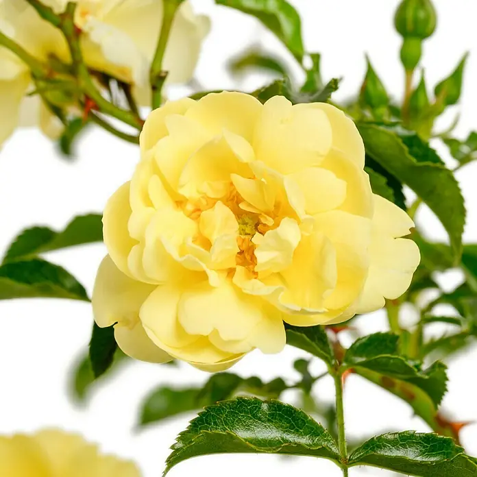 Bodendeckerrose - Rosa 'Sunny Rose' -R-, Topfvolumen: 4,5 l, Zartgelb - Nahaufnahme einer gelben Rose mit grünen Blättern. Die Rose ist voll erblüht und zeigt ihre zarten Blütenblätter.