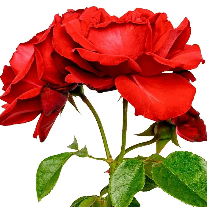 Strauchrose - Rosa 'Grandhotel' -R-, Topfvolumen: 5,5 l, Blutrot - Rote Rosenblüten in voller Blüte mit grünen Blättern und Stängeln vor schwarzem Hintergrund.