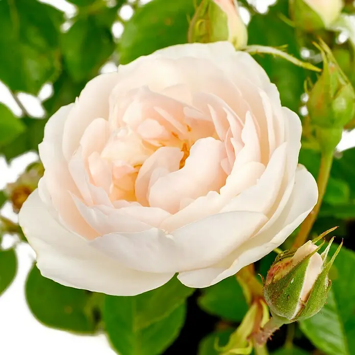 Strauchrose - Rosa 'Desdemona' -R-, Topfvolumen: 5,5 l, Cremeweiß - Nahaufnahme einer zarten, blassrosa Rose mit grünen Blättern und Knospen im Hintergrund, die ihre sanfte Schönheit hervorhebt.