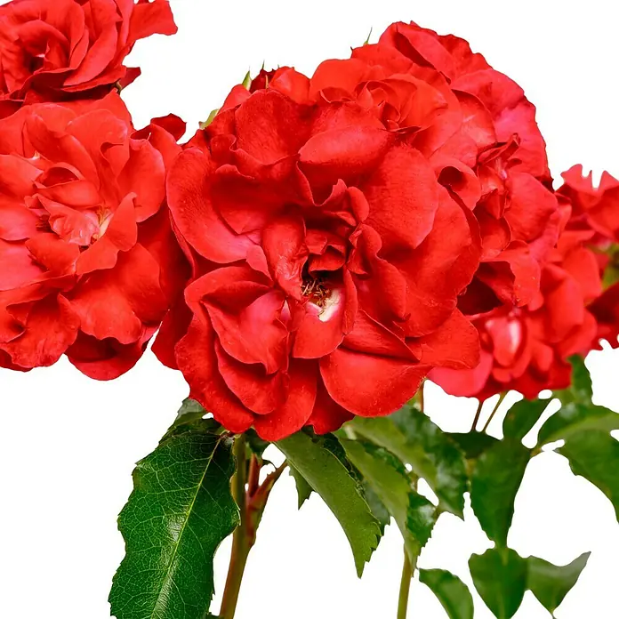 Beetrose - Rosa 'Rotilia' ® ADR, Karminrot - Diese Nahaufnahme zeigt eine Gruppe leuchtend roter Rosen in voller Blüte mit grünen Blättern vor dunklem Hintergrund.