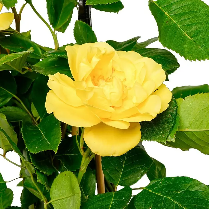 Kletterrose - Rosa 'Golden Gate' -R-, Goldgelb - Strahlende gelbe Rose in voller Blüte, umgeben von sattgrünen Blättern. Ein Blickfang für jeden Garten und Balkon, der Freude bringt.