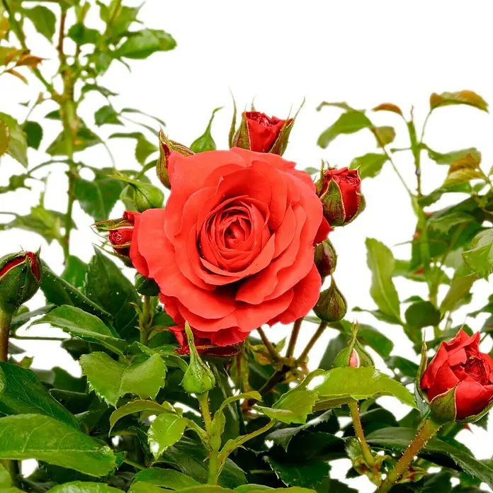 Beetrose - Rosa 'Cherry Girl' ® ADR, Rot - Nahaufnahme einer roten Rose mit grünen Blättern. Perfekt für den Garten oder als Geschenk, ein Symbol für Liebe und Schönheit.