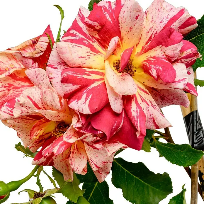Beetrose - Rosa 'Edgar Degas' ®, Gelb/Weiß/Rot - Detailaufnahme von gestreiften Rosenblüten mit gelbem Zentrum, umgeben von grünen Blättern und einem Bambusstab zur Stützung.