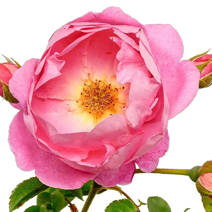 Strauchrose - Rosa 'Royal Jubilee', Topfvolumen: 5,5 l, Pink - Nahaufnahme einer rosafarbenen Rose mit geöffneten Blütenblättern und gelbem Zentrum. Die Rose wirkt zart und detailreich.