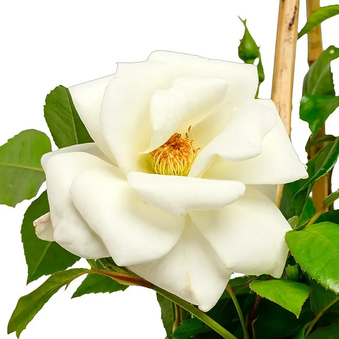 Strauchrose - Rosa 'Schneewittchen' -R-, Topfvolumen: 5,5 l, Weiß - Nahaufnahme einer eleganten, weißen Rose mit filigranen Blütenblättern und einem zarten gelben Zentrum, umgeben von grünen Blättern.
