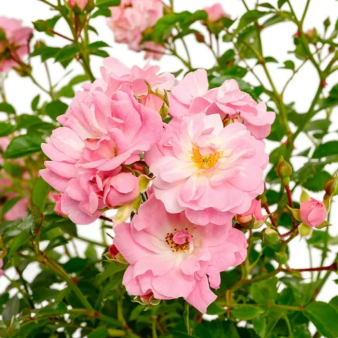 Bodendeckerrose - Rosa 'Satina' -R- ADR, Topfvolumen: 4,5 l, Zartrosa - Nahaufnahme von einem Rosenbusch mit zarten, rosa Blüten, die eine elegante und sanfte Atmosphäre vermitteln.