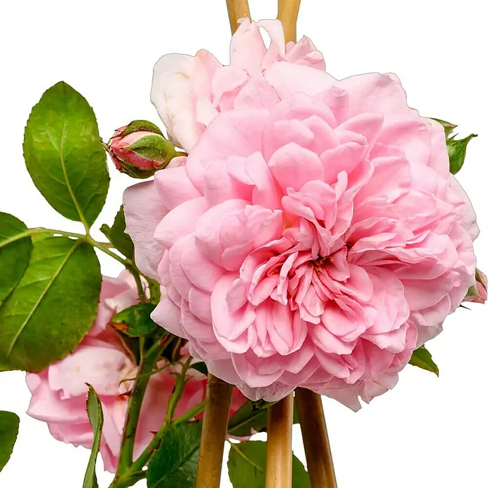 Kletterrose - Rosa 'Sweet Laguna' -R-, Hellrosa - Detailaufnahme einer zarten, rosa Rose mit üppigen Blütenblättern, die ihre Eleganz vor einem dunklen Hintergrund zur Schau stellt.