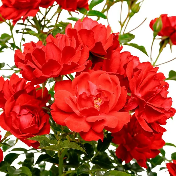 Bodendeckerrose - Rosa 'Limesglut' -R-, Topfvolumen: 4,5 l, Blutrot - Nahaufnahme einer Gruppe leuchtend roter Rosen mit grünen Blättern, die die lebendige Farbe und die filigranen Blütenblätter der Rosen hervorheben.