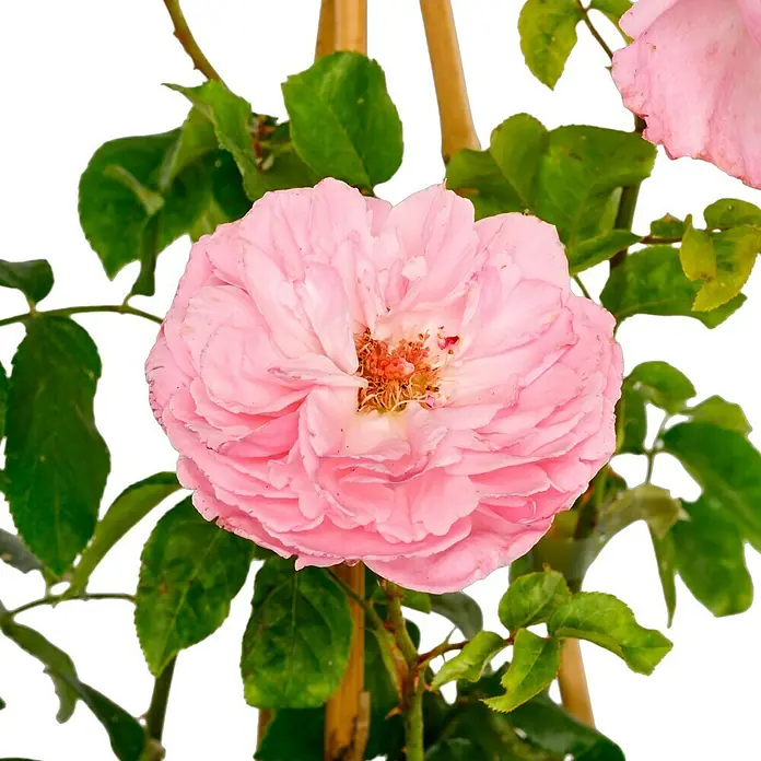 Kletterrose - Rosa 'Kiss Me Kate' -R-, Rosa - Zarte, rosafarbene Rose in voller Blüte, umgeben von grünen Blättern und einem Bambusstab. Die Rose ist ein Blickfang im Garten.