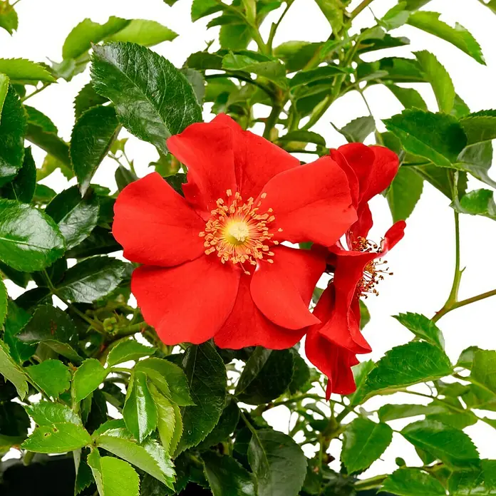 Bodendeckerrose - Rosa 'Alexander von Humboldt' -R- ADR, Topfvolumen: 4,5 l, Rot - Nahaufnahme einer roten Rose mit grünen Blättern. Die leuchtenden Farben und die Detailgenauigkeit machen dieses Bild besonders attraktiv.