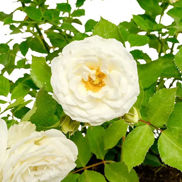 Minirose - Rosa 'Schneeküsschen 2016' ® - Nahaufnahme einer weißen Rose mit grünen Blättern. Die zarten Blütenblätter und die frische Farbe machen sie zu einem Blickfang.