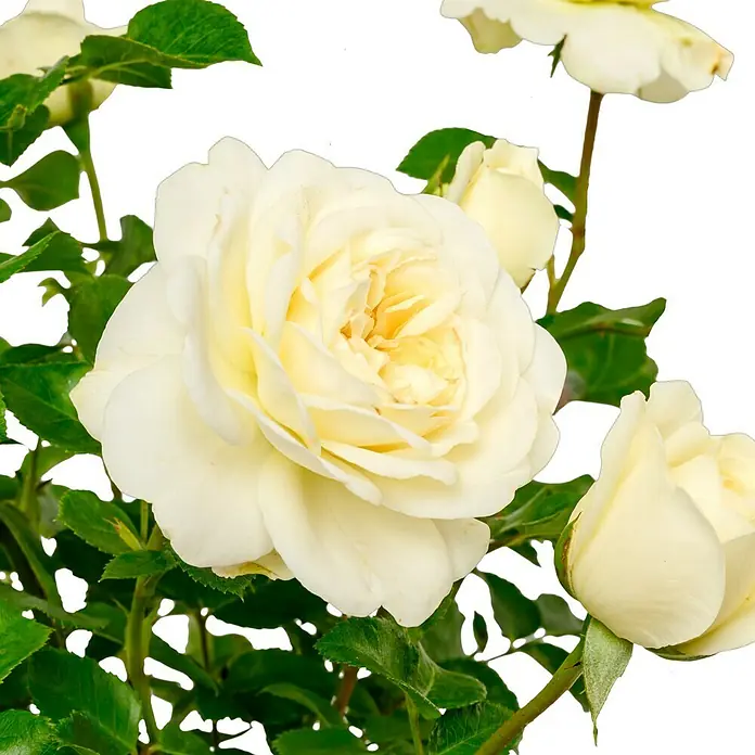 Strauchrose - Rosa 'Tranquillity' -R-, Topfvolumen: 5,5 l, Weiß - Nahaufnahme einer cremefarbenen Rose, die ihre zarten Blütenblätter und eleganten Formen zeigt, umgeben von frischem Grün.