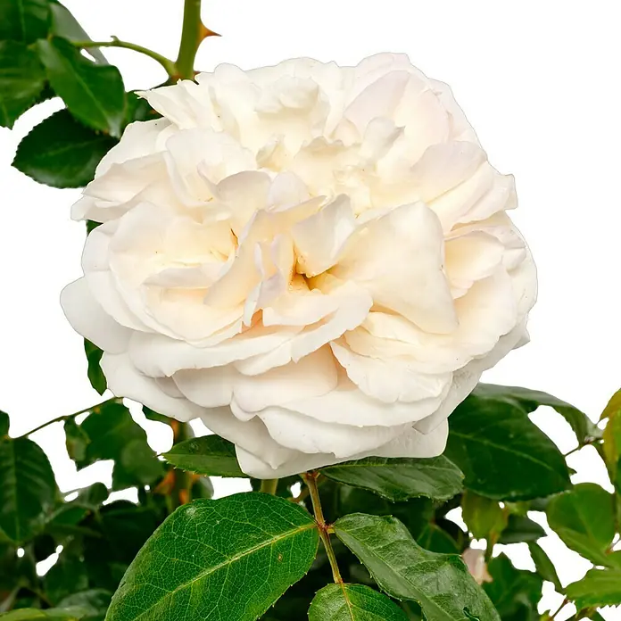 Strauchrose - Rosa 'Herkules' -R-, Topfvolumen: 5,5 l, Lavendel-Weiß - Nahaufnahme einer üppigen, cremefarbenen Rose mit dichten Blütenblättern, umgeben von grünen Blättern und einem schwarzen Hintergrund.