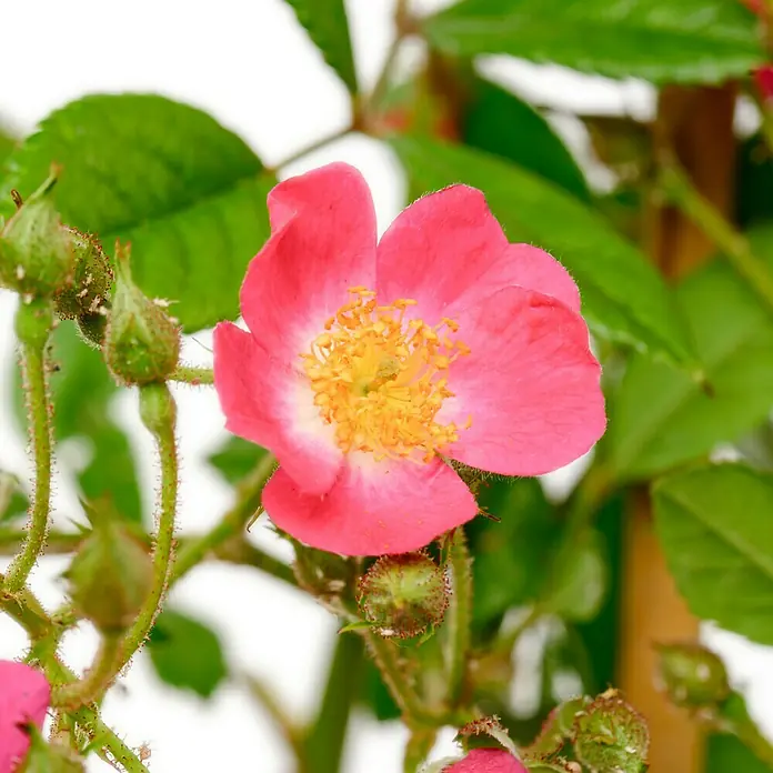 Strauchrose - Rosa 'Mozart', Topfvolumen: 5,5 l, Rosarot - Nahaufnahme einer zarten, rosa Rose mit gelber Mitte, umgeben von grünen Blättern und Knospen. Perfekt für Naturliebhaber.