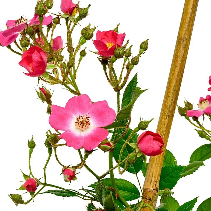 Strauchrose - Rosa 'Mozart', Topfvolumen: 5,5 l, Rosarot - Ein Rosenstrauch mit leuchtend pinkfarbenen Blüten und grünen Blättern, der sich an einem Bambusstab hochrankt.