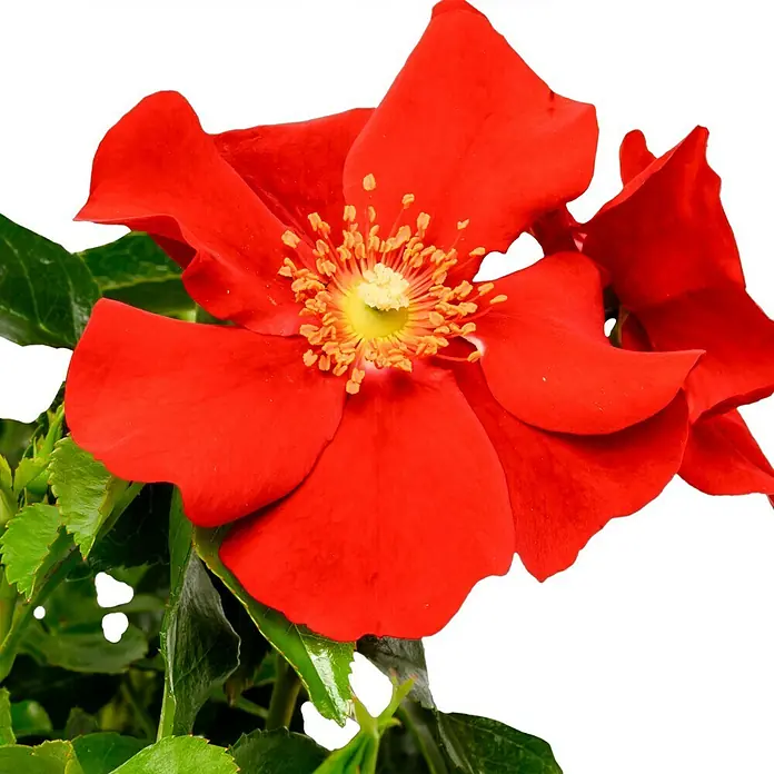 Bodendeckerrose - Rosa 'Alexander von Humboldt' -R- ADR, Topfvolumen: 4,5 l, Rot - Nahaufnahme einer leuchtend roten Rose mit gelbem Zentrum und grünen Blättern vor einem schwarzen Hintergrund.