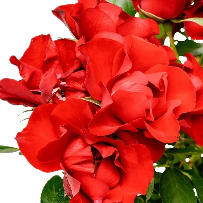Beetrose - Rosa 'Black Forest Rose' ®, Rot - Intensive rote Rosenblüten in voller Pracht, ein Symbol für Liebe und Leidenschaft, präsentiert auf dunklem Hintergrund.