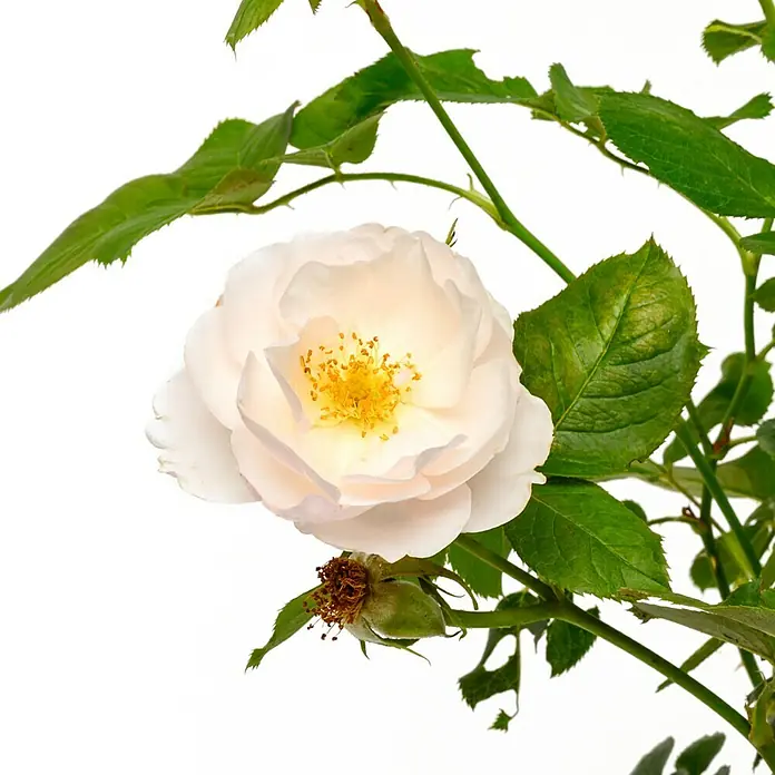 Strauchrose - Rosa 'Pear' -TM-, Topfvolumen: 4,5 l, Creme - Eine Nahaufnahme einer zarten, weißen Rose mit gelben Staubgefäßen, umgeben von grünen Blättern und Zweigen vor einem hellen Hintergrund.