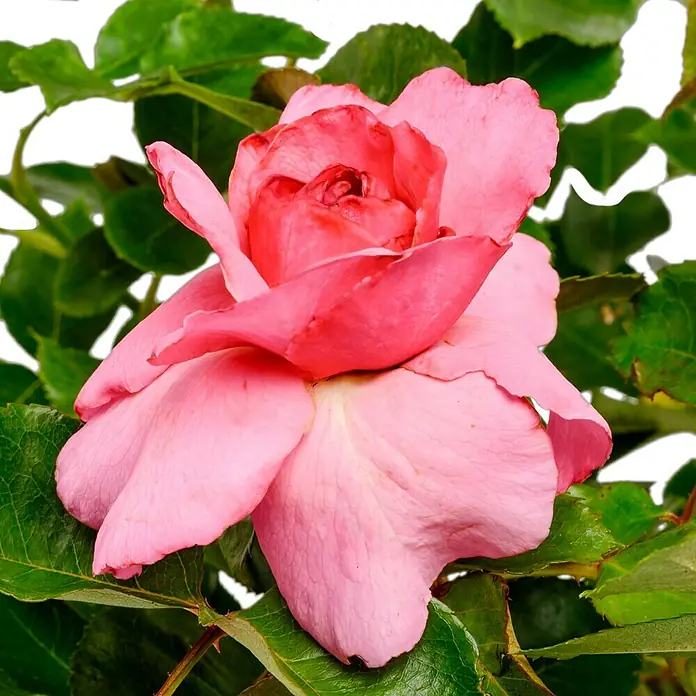 Strauchrose - Rosa 'Renée van Wegberg' -TM-, Topfvolumen: 4,5 l, Rosa - Nahaufnahme einer eleganten, rosafarbenen Rose, deren zarte Blütenblätter ein sanftes Farbspiel zeigen, eingebettet in üppiges Grün.