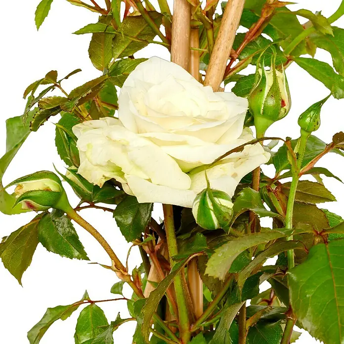 Kletterrose - Rosa 'Alaska' -R-, Weiß - Nahaufnahme einer einzelnen, weißen Rose mit grünen Blättern und Knospen. Die Rose ist der Mittelpunkt des Bildes.