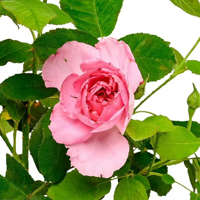 Strauchrose - Rosa 'Gertrude Jekyll' -R-, Topfvolumen: 5,5 l, Kräftig Rosa - Eine Nahaufnahme einer zarten rosa Rose, umgeben von grünen Blättern, die die Schönheit der Natur hervorhebt.