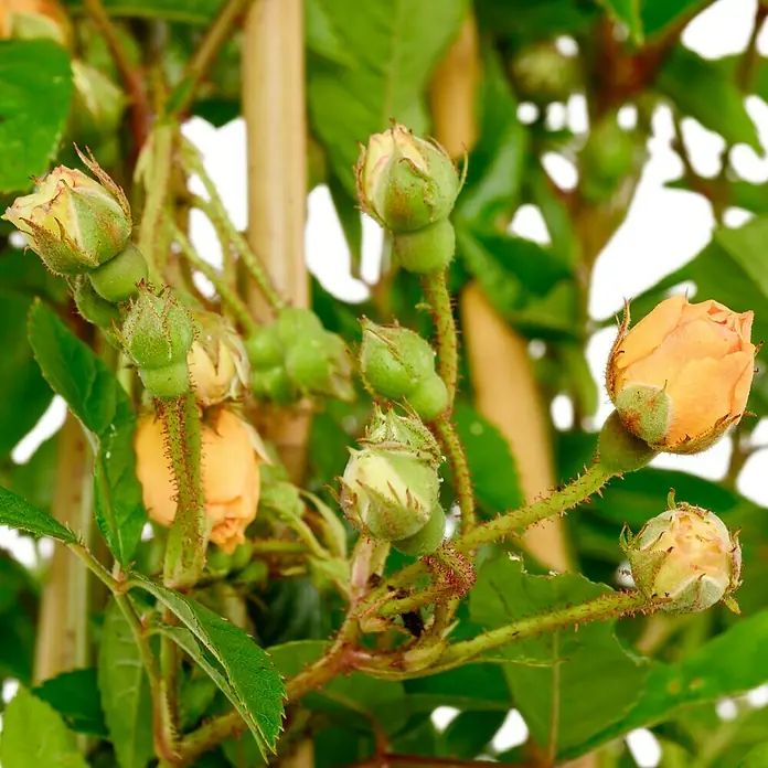Kletterrose - Rosa 'Ghislaine de Feligonde', Gelb / Weiß - Nahaufnahme von gelben Rosenblüten und grünen Knospen an einem Rosenstrauch. Die zarten Blütenblätter und die stacheligen Stängel sind gut sichtbar.