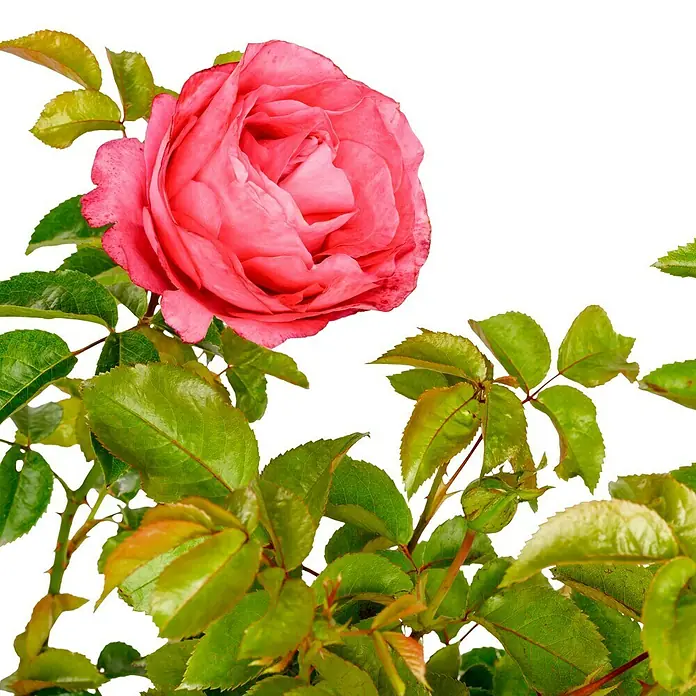 Edelrose - Rosa 'Cherry Lady' ®, Rot - Nahaufnahme einer einzelnen, strahlend rosa Rose inmitten grüner Blätter, vor einem dezenten, gestreiften Hintergrund.