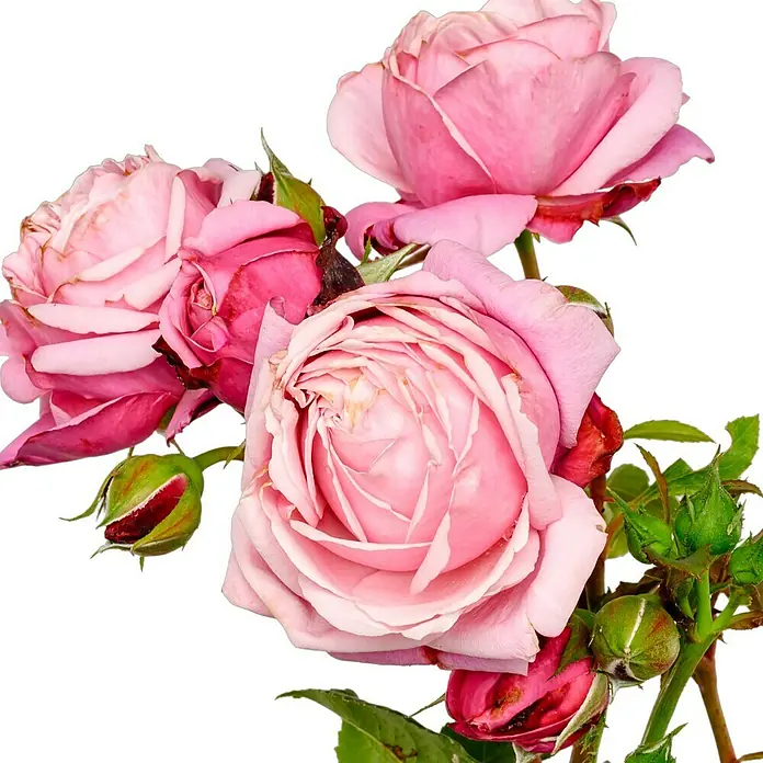 Beetrose - Rosa 'Dieter Müller' ®, Dunkelrosa - Ein Bouquet zarter, rosa Rosenblüten, die Anmut und Schönheit in einem eleganten Arrangement vereinen. Ideal für liebevolle Botschaften.