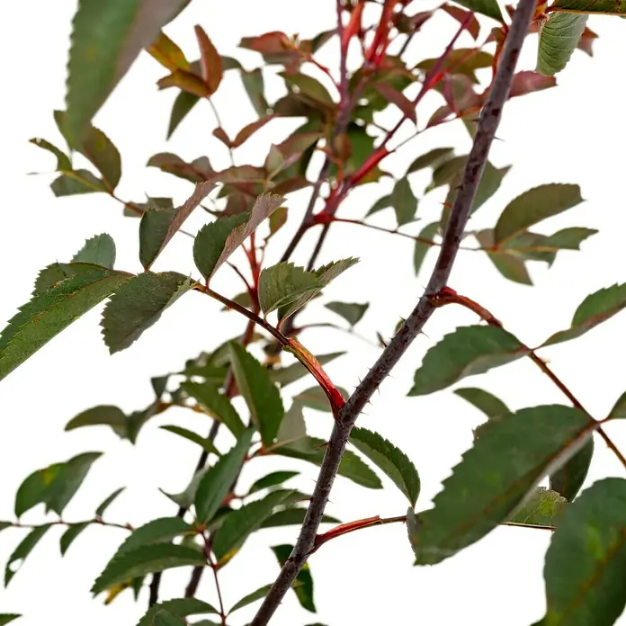 Strauchrose - Rosa glauca, Topfvolumen: 4,5 l, Hellrot - Nahaufnahme eines Stängels mit gezackten Blättern und Dornen.