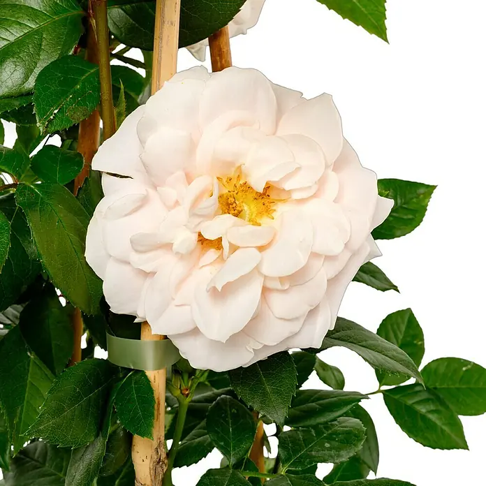 Beetrose - Rosa 'Lions-Rose' ®, Cremeweiß - Nahaufnahme einer blassrosa Rose mit gelber Mitte, umgeben von grünen Blättern und einem Bambusstab.