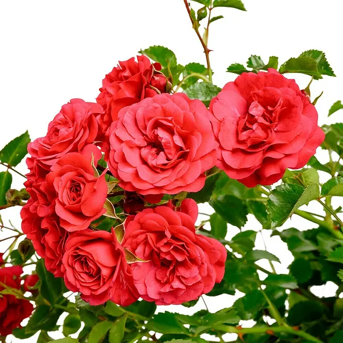 Bodendeckerrose - Rosa 'Gärtnerfreude' -R-, Topfvolumen: 4,5 l, Himbeerrot - Nahaufnahme eines üppigen Straußes roter Rosenblüten mit grünen Blättern vor einem klaren, weißen Hintergrund.