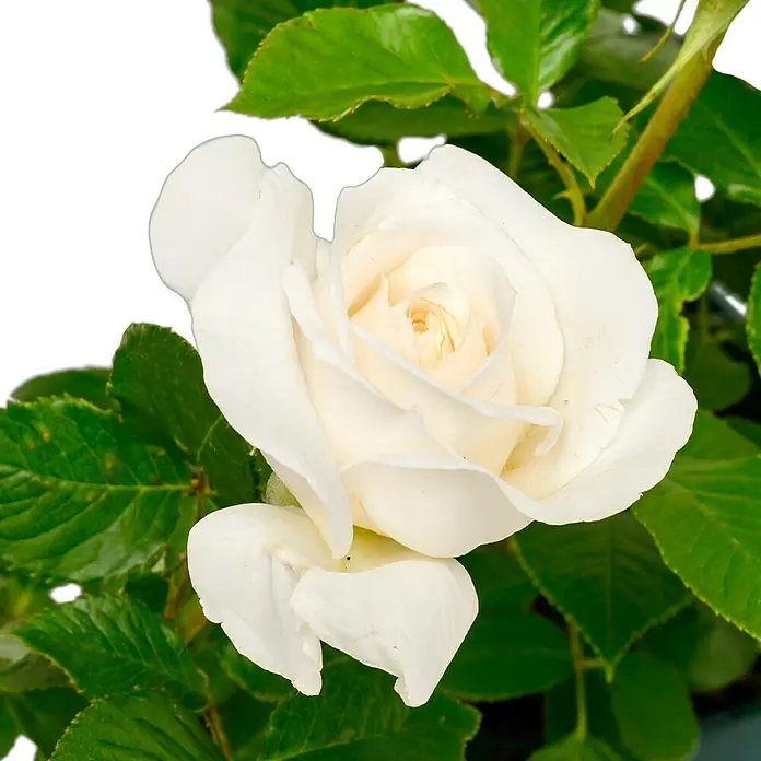 Edelrose - Rosa 'Annapurna' ®, Reinweiß - Makellose weiße Rose, die mit ihren zarten Blütenblättern und leuchtend grünen Blättern Eleganz und Schönheit ausstrahlt. Ein fesselnder Blickfang.