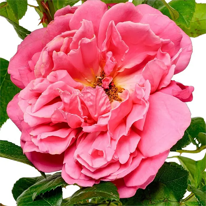 Strauchrose - Rosa 'Saint Exupéry' -R-, Topfvolumen: 6,5 l, Rosa - Nahaufnahme einer üppigen, pinkfarbenen Rose mit detaillierten Blütenblättern und grünen Blättern vor einem dunklen Hintergrund.