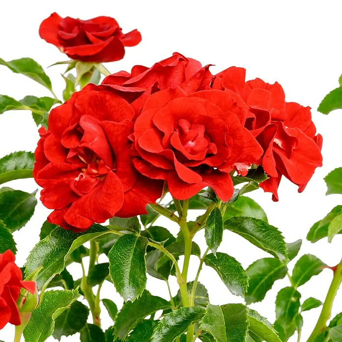 Bodendeckerrose - Rosa 'Matador' -R-, Topfvolumen: 4,5 l, Rot - Strahlende Nahaufnahme einer Gruppe leuchtend roter Rosenblüten mit grünen Blättern vor einem neutralen Hintergrund.