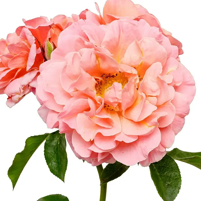 Beetrose - Rosa 'Marie Curie' ®, Lachs/Apricot - Eine Nahaufnahme einer Pfirsichfarbenen Rose mit ihren filigranen Blütenblättern und grünen Blättern, die ihre natürliche Schönheit hervorhebt.